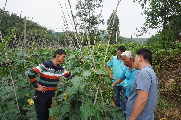 正妹av
公司充分发挥投资朋友圈的产业资源优势，推动钱大妈公司等龙头企业到镇进行产业帮扶，打通种植业消费市场。为筹划发展订单农业，公司驻镇干部到各村田间地头，深入了解村民蔬菜种植技术和生产方式业。.JPG